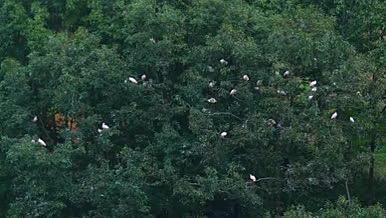 国家森林保护区朱鹮栖息地鸟类视频的预览图